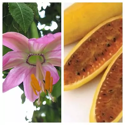 £3.85 • Buy PASSIFLORA MOLLISSIMA - Edible Banana Passion Fruit Flower Plant Vine - 10 Seeds