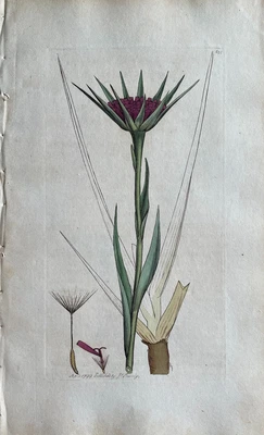 £152.06 • Buy Original Antique Print - Botanical Art Print - James Sowerby - Salsify