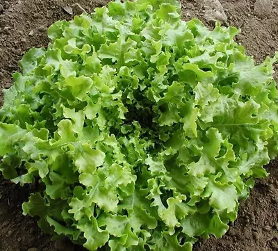 1 Gram Fresh | NON-GMO | Salad Bowl Leaf Premium Lettuce Seeds-B 44 • $2.39