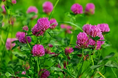 £1.69 • Buy Red Clover Seeds, Wildflower Seeds, Bee Friendly, Trifolium, Manure Up To 6000