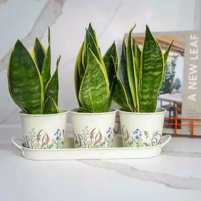 The British Gardening Company Set Of 3 Floral Design Metal Planters & Tray • £25