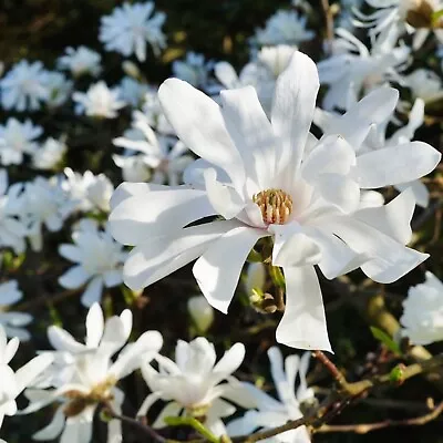 Magnolia Royal Star X 2 Plants In 10cm Pots - Flowering Deciduous Plants • £16.99