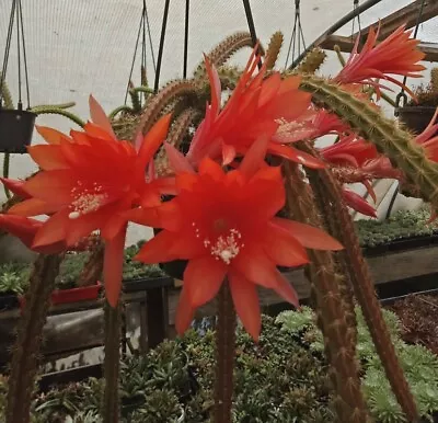 APOROCACTUS CONZATTII  Rat Tail Cactus  Red Cactus Hanging Basket Plant • $35