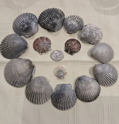 Lot 14 Blue Grey Black Red Scallop Sea Shells Crafting Seashells 1-2” • $8.99