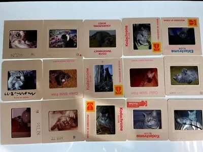 1970s Cat Slides - Vintage 35mm Slides - Lot Of 125+ All Cats! Cats Kittens Pets • $60