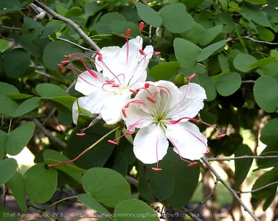 3 X Native White Butterfly Orchid Tree Seeds/qld Bauhinia/bush Tucker Plant • $9.95