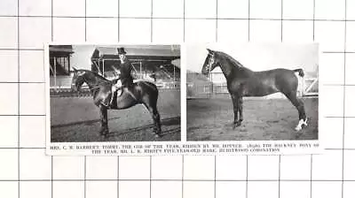 1954 Cob Of The Year  Tommy  Mr Bonner Hackney Pony  Hurstwood Coronation  • $7.46