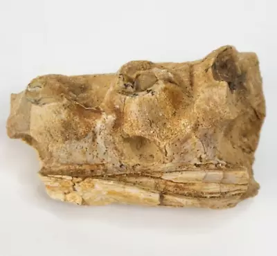 Mosasaur Jaw Partial Fossil - Niobrara Fm. - Kansas • $85.95