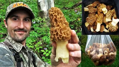 Morel Mushroom Spores In Sawdust Bag Jumbo Grow Kit Makes 25 Gal FREE SHIPPING • $14.95