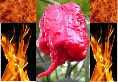 Super Hot Pepper Seeds Rare Variety List Carolina Reaper Ghost Trinidad Chili • $3.43