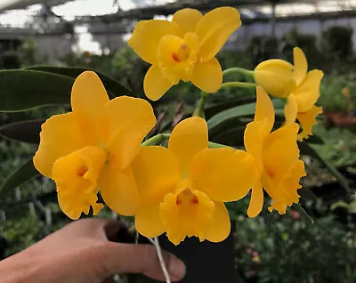 DO-Slc. Seagull's Tiny Tim (Beaufort X S. Cernua) Mini Cattleya Orchid • $19.99