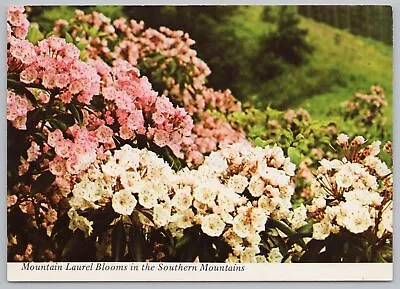 North Carolina~Mountain Laurel In Full Bloom~Natural Color~Continental Postcard • $1.35