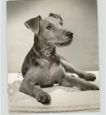 Vintage DOGS WELSH TERRIER Portrait 1960s Press Photo PIX • $40