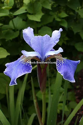 £3.95 • Buy Blue Iris Sibirica Flower Floral Botanical Art Photograph Mounted Print Cards