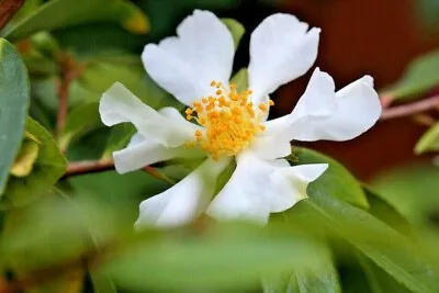 10 Camellia Fluviatilis Seeds • £5.63