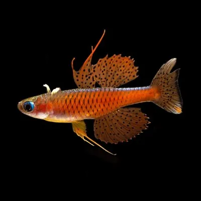 Female Of Red Neon Blue-Eye Rainbowfish | Pseudomugil Luminatus • £0.99