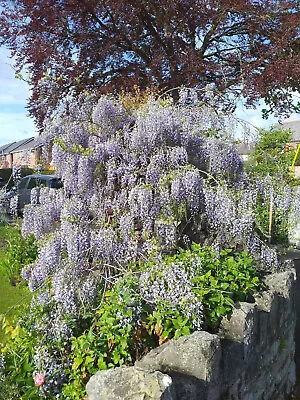 £8.90 • Buy WISTERIA SINENSIS, Chinese Wisteria, Summer Flowering, Hardy Climber, 10cm+ Tall
