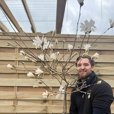 Magnolia Stellata Standard Tree | Star Magnolia 100-110cm • £44.99