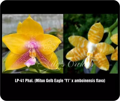 $38 • Buy LP-41 Phalaenopsis Mituo Gelb Eagle 'Y1' X Amboinensis Flava - Fragrant