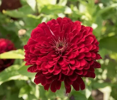 40 Zinnia Deep Red Giant Dahlia Flowered Seeds • $4.59