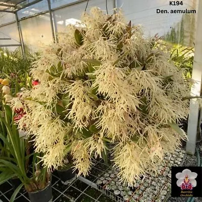 Dendrobium Orchid Species. K194 Den. Aemulum X Self • $14.50