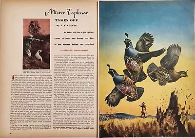 1949 Magazine Picture Quail Hunting California Illustrated By J. Lawrence Murray • $17.08