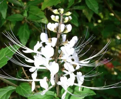 2x Cat's Whisker White Natives Beautiful Flower Bush Medicine Easy Grow • $35