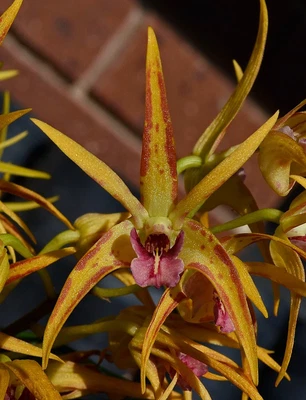 $10 • Buy Orchid -Dendrobium Stoney Point