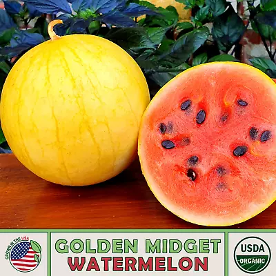 10 Organic Golden Midget Watermelon Seeds Heirloom Non-GMO Genuine USA • $3.95