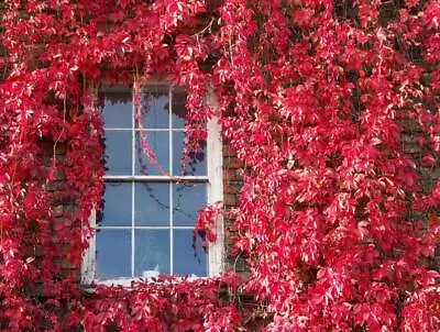 Virginia Creeper Seeds - 500  Seeds  • $25.99