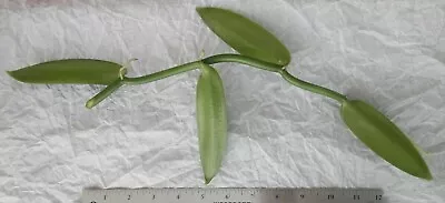 VANILLA BEAN ORCHID Fresh MATURE 12  Plant CUTTING Planifolia Species-Grow Food • $37.99