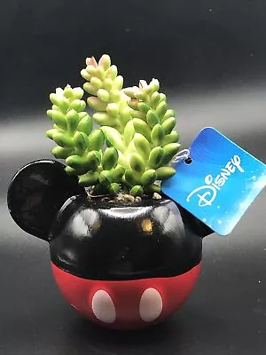 New Disney Mickey Mouse Faux Succulent Planter 4.25” Terrarium • $9.99