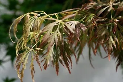 Acer Palmatum Dissectum Elmwood Spreader In 9cm Pot Ideal Bonsai Subject • £15.75