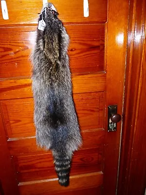 HUGE BEAUTIFUL Tanned RACCOON FUR PELT TAXIDERMY R6 LOG CABIN MOUNTAIN MAN HAT • $47