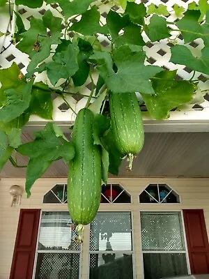 8 New Organic 2023 Best Home Plant Luffa/Loofah Seeds. Good For Vegetable/Sponge • $2.59