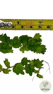 X2 Ficus Quercifolia - Oak Leaf Creeping Fig Terrarium Vine Climber Plant • £8