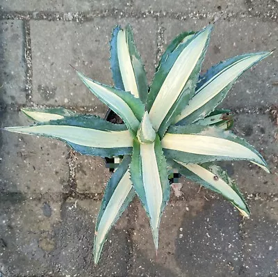 Agave Americana V. Mediopicra Yellow Variegated One Rooted Pup 16cm Diameter • $30