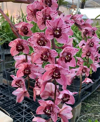 Cymbidium Orchid - Rocky Creek ‘Gotcha’ Flowering Size • $40