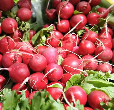 Vegetable - Radish - Cherry Belle  - 400 Seeds - Economy • £1.85