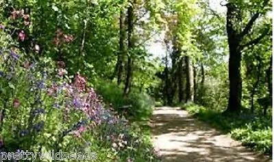 MEADOW  WILD FLOWER SEEDS WOODLAND HEDGEROWS Shade Areas 10g To 1 Kg BULK Mix 2A • £6.99