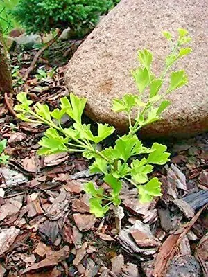 Ginkgo Biloba 'Folkert's Select' • $39.99