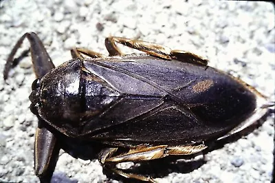 Vintage 35mm Slide 1978 Giant Water Beetle Close Up • $4.99