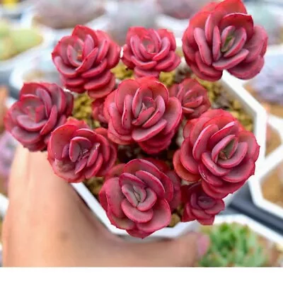 🥀sold  Out / Echeveria Sunyan Multi 13cm Diameter Succulent 🏵️limit One Buy • $8