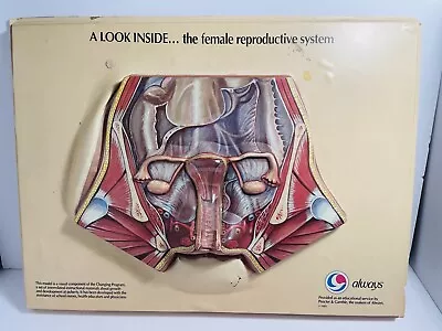 1985 Scientific Female Anatomy Model A Look Inside Reproductive System 3D Vtg • $249.99