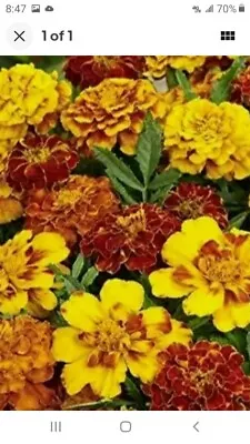 Heirloom Marigold Flower Seed Mix - 500 Seeds • $2.99