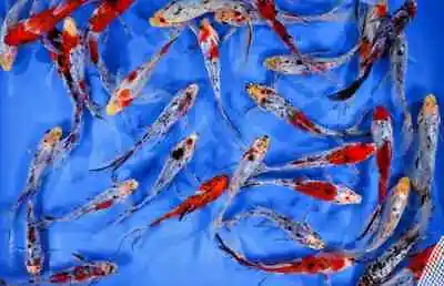 Live Cold Water Fish / Pond Fish / Goldfish Shubunkins Koi Orfe Carp • £21.99