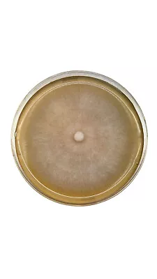 Colonised Mushroom Mycelium - Agar Plates/ Petri Dish (Allow 2-4 Weeks) • $35