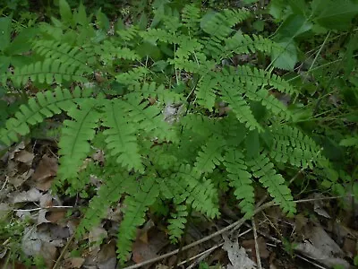  10 Mature Northern Maidenhair Fern ( Adiantum Pedatum) Root Systems Woodland • $15.48