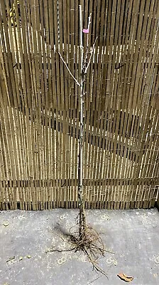 Cherry Kordia Bare Root Tree 120-150cm Plant Colt Rootstock • £24.99