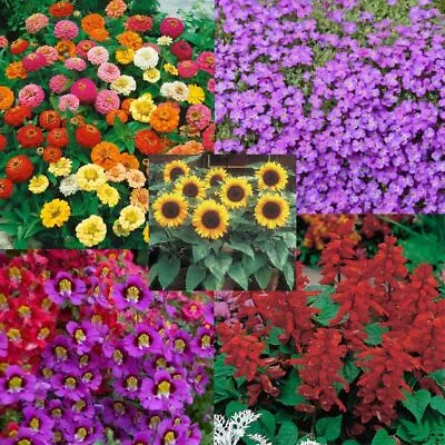 Flower Seeds D - L. Cheap & Easy Grow. Small Batches. Great For Beginners • $1.50